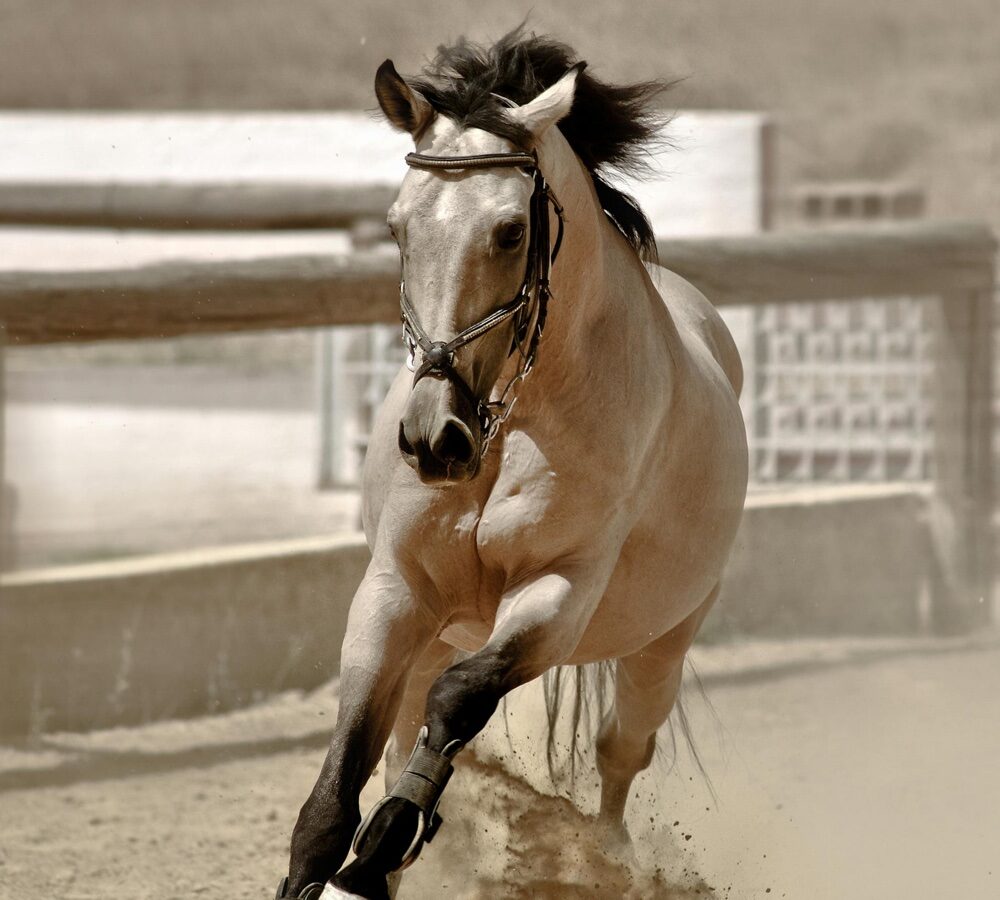 Design sans titre - 1